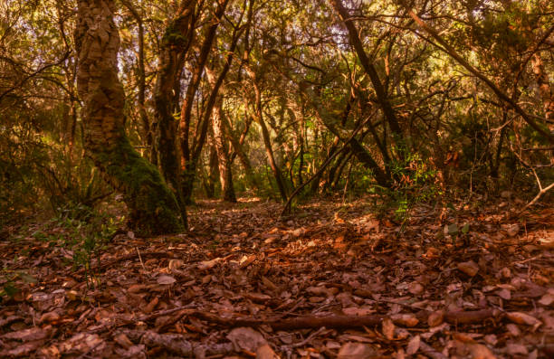 istock Autumnal forest with fallen leaves and cork oaks. 1338224628