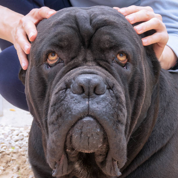 istock Black dog head with human hands. Trust and loyalty concept. Cane Corso. 1338225017
