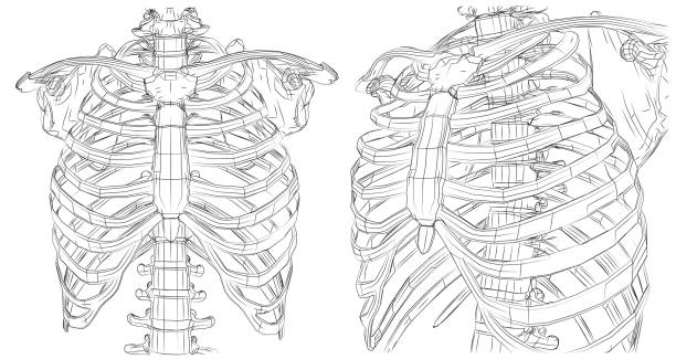 ilustrações de stock, clip art, desenhos animados e ícones de vector skeleton from lines and paths, contour ribs and spine on white background - lumbar vertebra