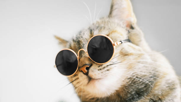 istock Cat in round sunglasses. 1338226968