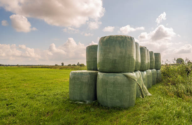 緑色のプラスチックフィルムを詰めた干し草のベール - silage field hay cultivated land ストックフォトと画像