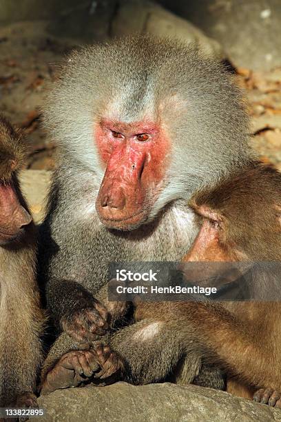 275 Fotos de Stock de Macaco Feio - Fotos de Stock Gratuitas e Sem