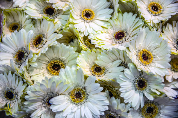 Germini Pictures | Download Free Images on Unsplash