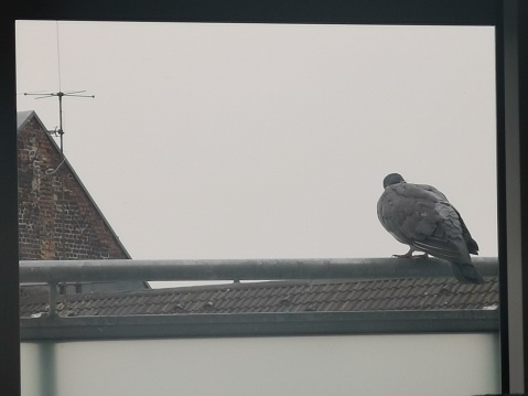 Mobile shot pigeon on balcony rail