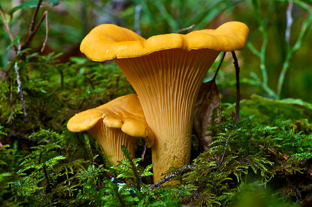노란색 chantarelles 두 - moss fungus mushroom plant 뉴스 사진 이미지
