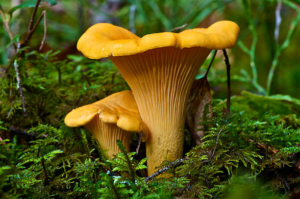 Two yellow Chantarelles A photo of two yellow Chantarelles in the moss an autumnday in Sweden. chanterelle edible mushroom gourmet uncultivated stock pictures, royalty-free photos & images