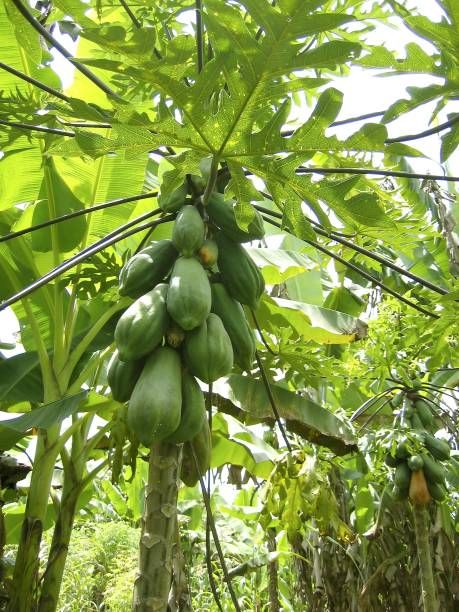 istock Papaya tree fruits growing in tropical jungle 1338232438