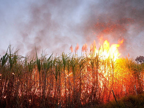Sugarcane field on fire stock photo