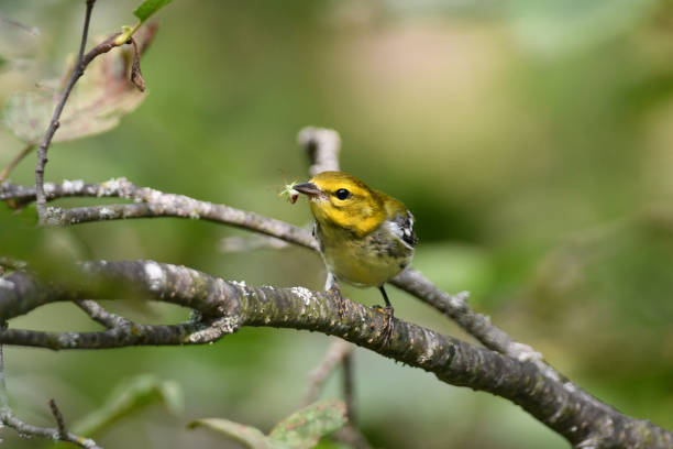 Black-throated Green Warbler