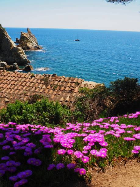istock Pink flowers near the beach 1338236423