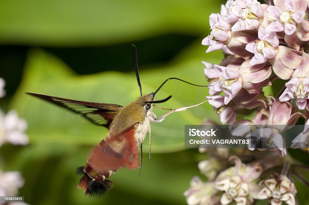 Colibrì Clearwing Falena - Foto stock royalty-free di Sfinge della vite