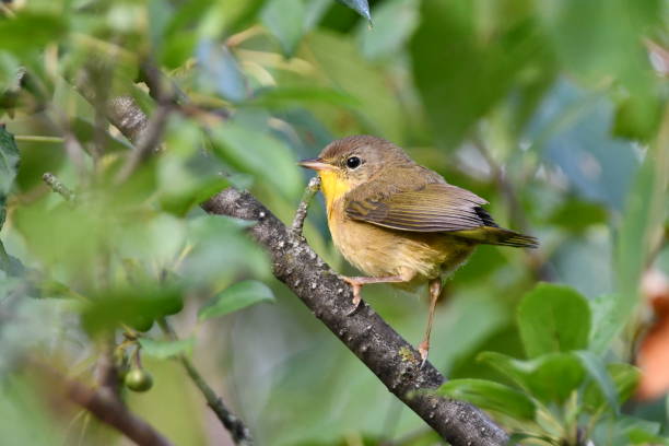 Female Common Yellowthroat Warbler bird Female Common Yellowthroat warbler sits perched on a branch marsh warbler stock pictures, royalty-free photos & images