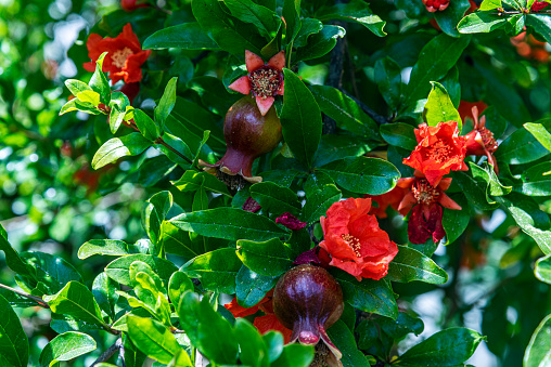 Close-up of pomegranate flower with fruit on tree branches in garden.