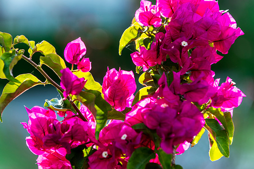 Close-up blooming bougainvillea flower. Beautiful summer day