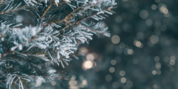 Pine tree branches are covered with frost, nature winter natural background, snow-covered coniferous needles close-up, soft focus, bokeh and copy space.