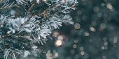 istock Pine tree branches are covered with frost, nature winter natural background, snow-covered coniferous needles 1338239306