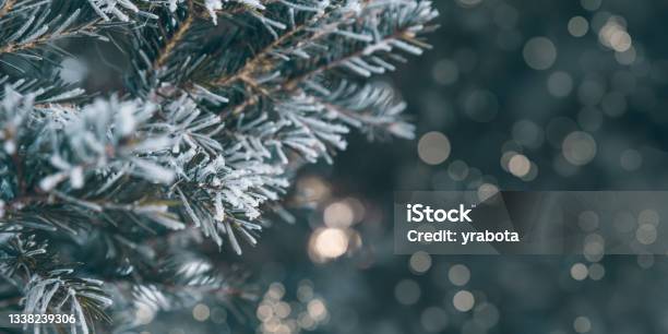 Pine Tree Branches Are Covered With Frost Nature Winter Natural Background Snowcovered Coniferous Needles Stock Photo - Download Image Now