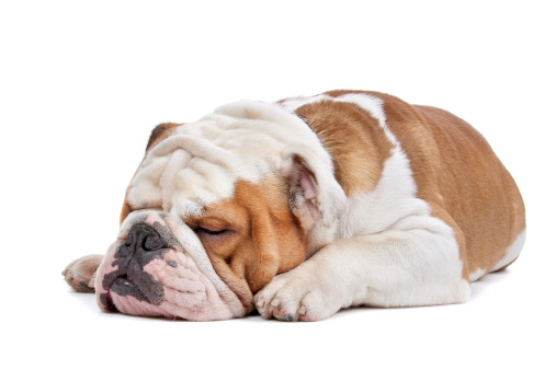 English Bulldog in front of a white background