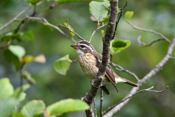istock Female Rose Breasted Grosbeak bird 1338240442