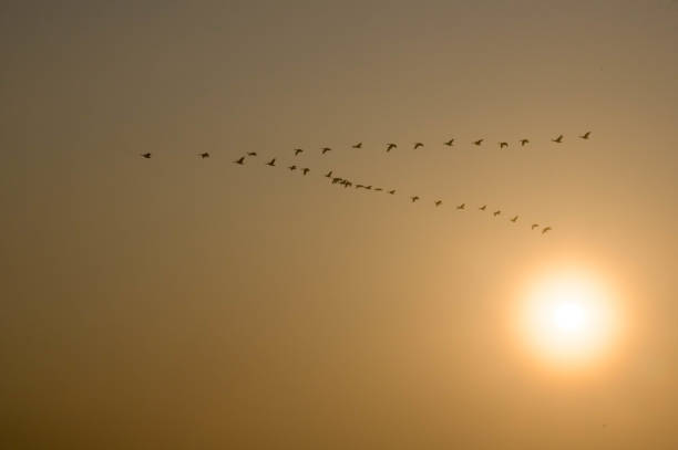 istock Geese in formation at sunrise 1338240568