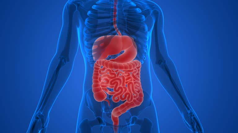 6,804 Food Digestion Stock Videos and Royalty-Free Footage - iStock | Stomach 6,804 Food Digestion Stock Videos and Royalty-Free Footage - iStock | Stomach