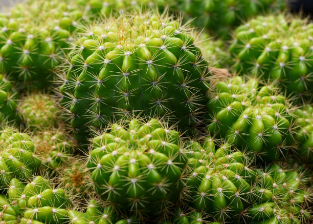 istock Close-up view of green cactus 1338240764