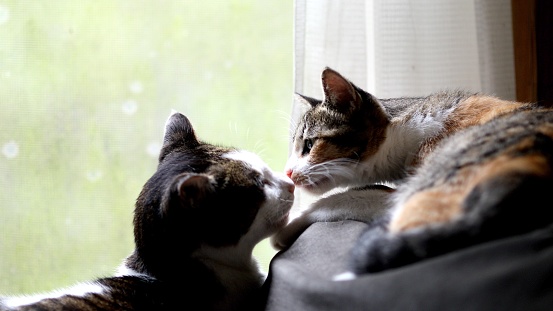 Lindos gatos de nariz a nariz junto a una ventana photo