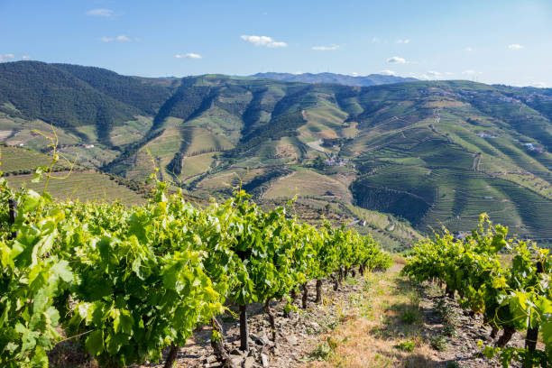 istock vineyard of Porto wine 1338241602