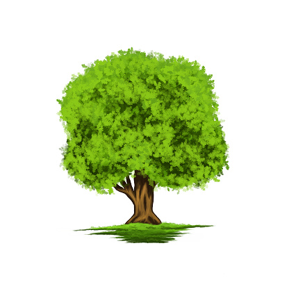 Green tree oak. Isolated illustration on white background.