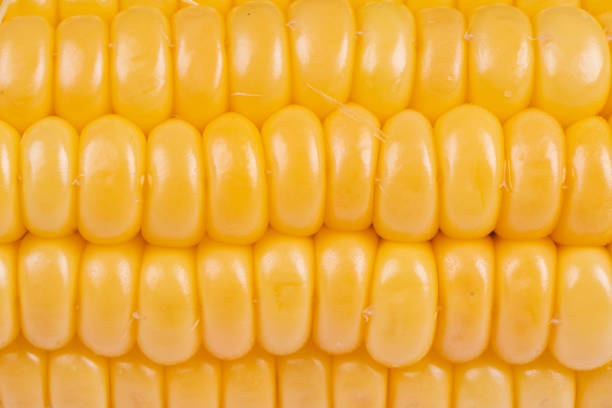 istock Macro shot cob of ripe sweet corn background texture. Sweet corn cob surface. Fresh yellow corn pattern 1338242121