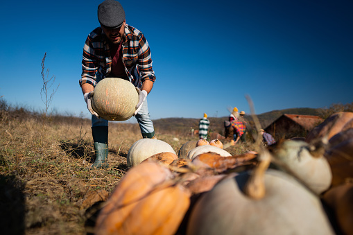 Cheerful Caucasian mature adult farmer harvesting pumpkins with family on the field on a beautiful sunny autumn day.