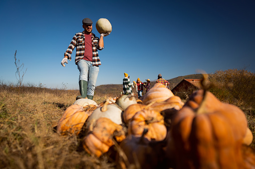 Cheerful Caucasian mature adult farmer harvesting pumpkins with family on the field on a beautiful sunny autumn day.