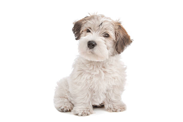 istock mix Maltese Puppy dog 133824286