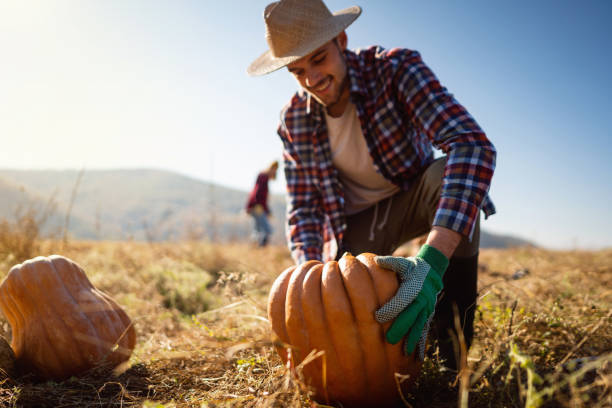 istock Cheerful young farmer harvesting pumpkins on the field 1338242982
