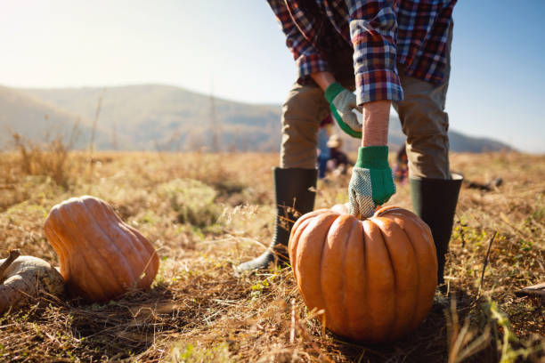 Unrecognizable young adult male farmer harvesting pumpkins on the field on a beautiful sunny autumn day.