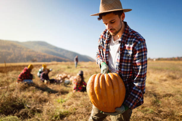istock Young farmer harvesting pumpkins on the field 1338242992