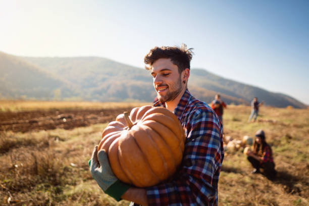 istock One smiling young farmer harvesting pumpkins on the field 1338242996