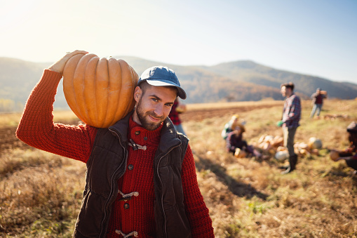 Cheerful young adult male farmer harvesting pumpkins on the field on a beautiful sunny autumn day.