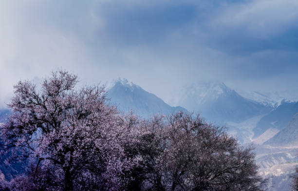 Peach blossoms in April in Linzhi, Tibet, China