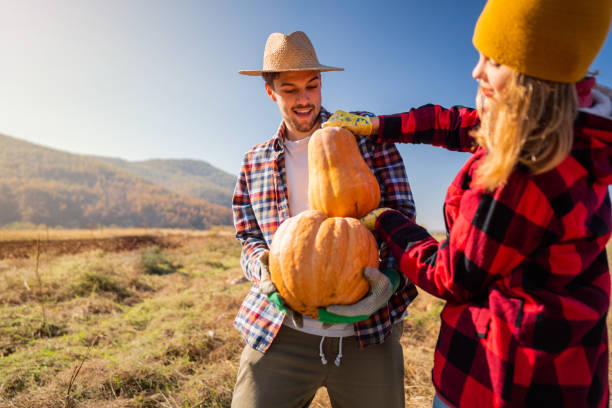 istock Smiling young couple harvesting pumpkins 1338243161