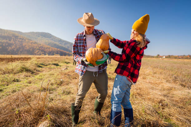 istock Happy young couple harvesting pumpkins 1338243171