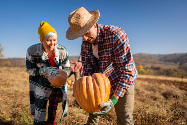 istock Happy farm workers harvesting pumpkins on the field 1338243200
