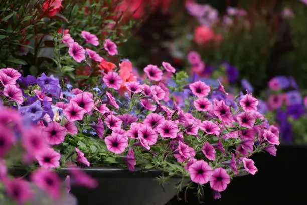 Photo of Flower arrangement of purple petunias surfinias.