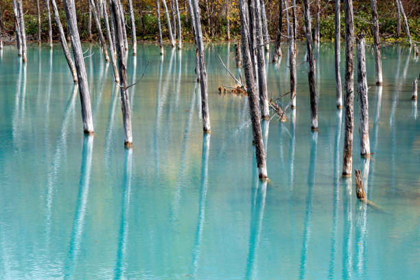 istock Blue pond in autumn reflecting yellow leaves 1338251122
