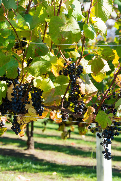 istock Grapes in the vineyard in autumn 1338251138