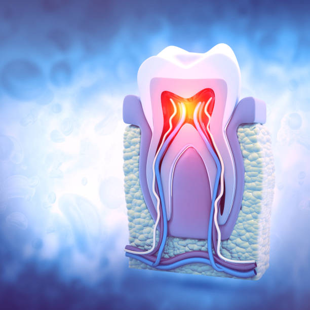 Human tooth cross section.3d illustration Human tooth cross section.3d illustration tooth enamel stock pictures, royalty-free photos & images