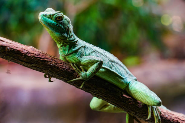 istock Green lizard that remain in the branch 1338252573