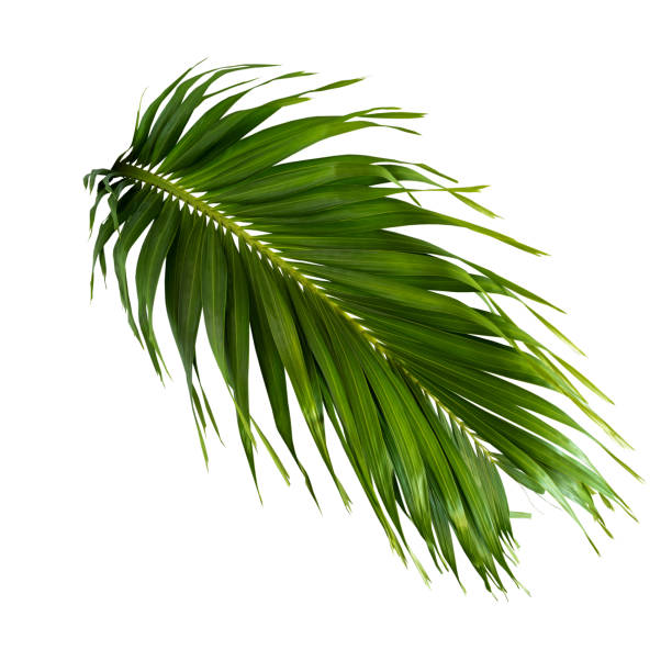 istock leaves of coconut or palm isolated on white background with clipping path for design elements, tropical leaf, summer background 1338253244