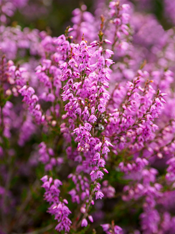 Common Heather or \