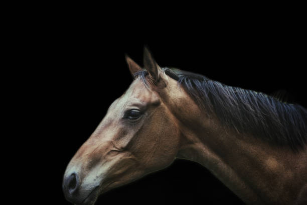 istock Horse portrait 1338253454